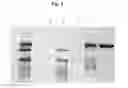 Fig. 06 - Process for the production and purification of the collagenase enzyme from vibrio alginolyticus