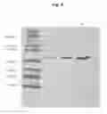 Fig. 09 - Process for the production and purification of the collagenase enzyme from vibrio alginolyticus
