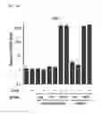 Fig. 02 - Method for RGEN RNP delivery using 5′-phosphate removed RNA