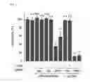 Fig. 06 - Method for RGEN RNP delivery using 5′-phosphate removed RNA