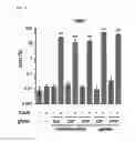 Fig. 07 - Method for RGEN RNP delivery using 5′-phosphate removed RNA