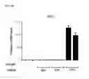 Fig. 09 - Method for RGEN RNP delivery using 5′-phosphate removed RNA