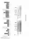 Fig. 03 - GENETICALLY MODIFIED MSC AND THERAPEUTIC METHODS