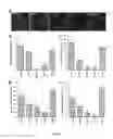 Fig. 06 - GENETICALLY MODIFIED MSC AND THERAPEUTIC METHODS