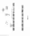 Fig. 19 - GENETICALLY MODIFIED MSC AND THERAPEUTIC METHODS