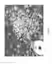 Fig. 22 - GENETICALLY MODIFIED MSC AND THERAPEUTIC METHODS