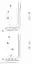 Fig. 22 - Recombinant arterivirus replicon systems and uses thereof