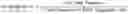 Fig. 02 - Single nucleotide polymorphisms and community-associated methicillin-resistant 