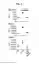 Fig. 06 - LPA-ASSOCIATED PROTEIN AND RNA EXPRESSION