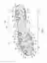 Fig. 02 - Article including an outer layer with areas of varying hardnesses