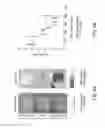 Fig. 07 - Method and apparatus for assessing tissue vascular health
