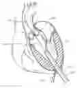 Fig. 01 - Systems of heart valve delivery on a beating heart
