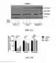 Fig. 07 - METHODS AND COMPOSITIONS COMPRISING AKT INHIBITORS AND/OR PHOSPHOLIPASE D INHIBITORS