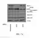 Fig. 09 - METHODS AND COMPOSITIONS COMPRISING AKT INHIBITORS AND/OR PHOSPHOLIPASE D INHIBITORS