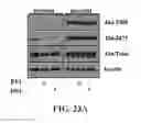 Fig. 40 - METHODS AND COMPOSITIONS COMPRISING AKT INHIBITORS AND/OR PHOSPHOLIPASE D INHIBITORS