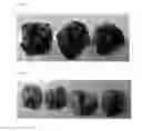 Fig. 08 - Tumor lysate loaded particles