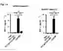 Fig. 02 - TH1-inducing adjuvant comprising combination of different nucleic acid adjuvants, and use of same