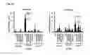 Fig. 09 - TH1-inducing adjuvant comprising combination of different nucleic acid adjuvants, and use of same