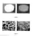 Fig. 02 - Porous polysaccharide scaffold comprising nano-hydroxyapatite and use for bone formation