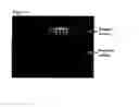 Fig. 21 - Blank, formed article, die assembly, and method for producing blank