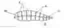 Fig. 01 - Rotor or propeller blade with dynamically variable geometry and other properties