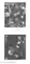 Fig. 12 - Phosphoramidite synthones for the synthesis of self-neutralizing oligonucleotide compounds