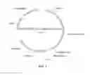 Fig. 02 - Complexes of cytomegalovirus proteins