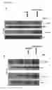 Fig. 04 - CD44v6-derived cyclic peptides for treating cancers and angiogenesis related diseases