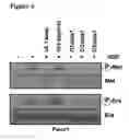 Fig. 05 - CD44v6-derived cyclic peptides for treating cancers and angiogenesis related diseases
