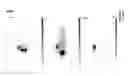 Fig. 13 - CD44v6-derived cyclic peptides for treating cancers and angiogenesis related diseases