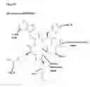 Fig. 15 - CD44v6-derived cyclic peptides for treating cancers and angiogenesis related diseases