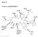 Fig. 16 - CD44v6-derived cyclic peptides for treating cancers and angiogenesis related diseases