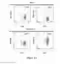 Fig. 08 - CS1-specific chimeric antigen receptor engineered immune effector cells
