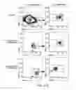 Fig. 34 - Methods for manipulating phagocytosis mediated by CD47