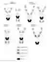 Fig. 02 - MULTIVALENT AND MULTISPECIFIC GITR-BINDING FUSION PROTEINS