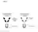Fig. 07 - MULTIVALENT AND MULTISPECIFIC GITR-BINDING FUSION PROTEINS