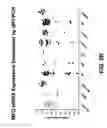 Fig. 05 - Anti-MFI2 antibodies and methods of use