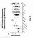 Fig. 07 - Anti-MFI2 antibodies and methods of use