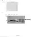 Fig. 15 - METHODS AND PRODUCTS FOR INCREASING FRATAXIN LEVELS AND USES THEREOF