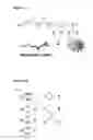 Fig. 02 - Block copolymer and micelle compositions and methods of use thereof