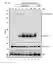 Fig. 04 - Recombinant RNA Viruses and Uses Thereof
