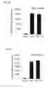 Fig. 08 - Recombinant RNA Viruses and Uses Thereof