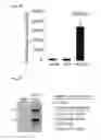 Fig. 09 - Recombinant RNA Viruses and Uses Thereof