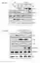 Fig. 25 - Recombinant RNA Viruses and Uses Thereof