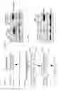 Fig. 26 - Recombinant RNA Viruses and Uses Thereof