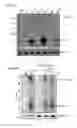Fig. 27 - Recombinant RNA Viruses and Uses Thereof