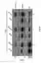 Fig. 30 - Recombinant RNA Viruses and Uses Thereof