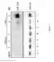 Fig. 45 - Recombinant RNA Viruses and Uses Thereof