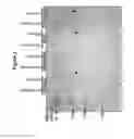 Fig. 03 - ANALYTICAL AND DIAGNOSTIC METHODS UTILIZING SHIGELLA FLEXNERI APYRASE