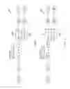 Fig. 02 - Dual clutch